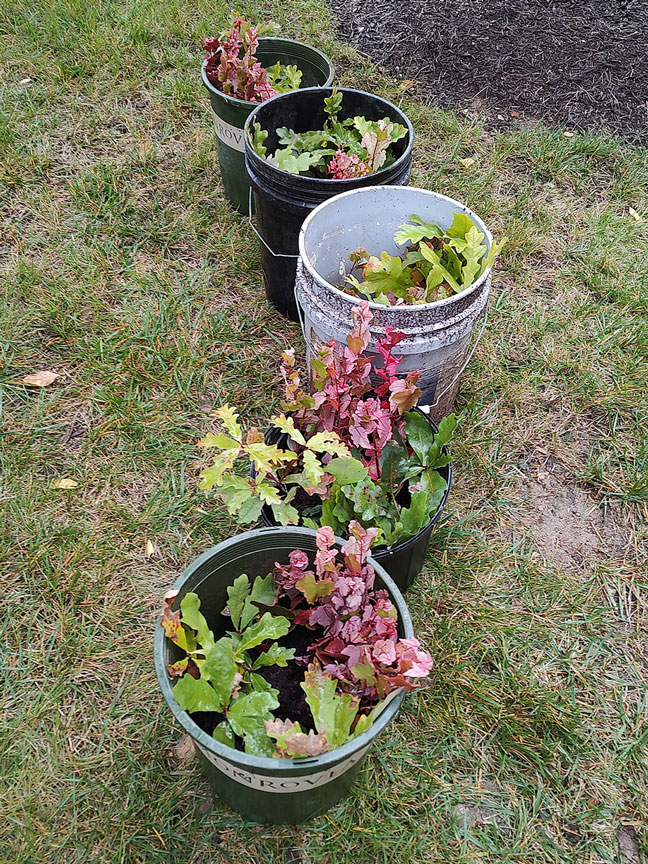 seedlings distributed in buckets for each planting group